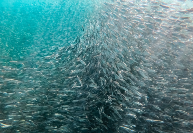 水質監測儀水質調節的主要監測儀器（養殖期間水質調節的主要措施有哪些）
